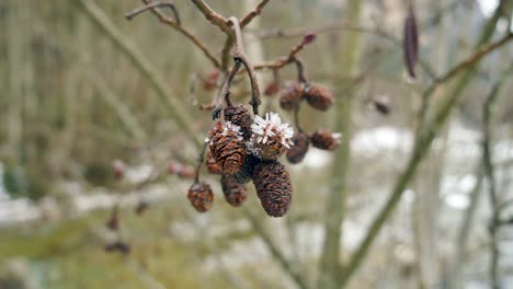 small-pine-cone-resting-on-a-tree-with-snow-on-top-during-Christmas-period-with-a-cold-Christmas-feel-to-the-video