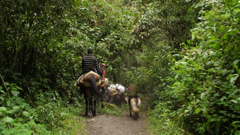 Donkeys-with-Supplies-Walking-Through-Jungle-with-Dog-Camera-Following-shot-in-Slow-Motion