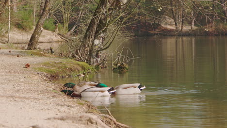 A-flock-of-mallards-bathing-and-feeding-themselves-at-the-shore-of-a-lake-in-France