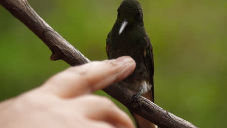Petting-Humming-Bird-Very-Comfortable-and-Trusting,-Licks-Finger