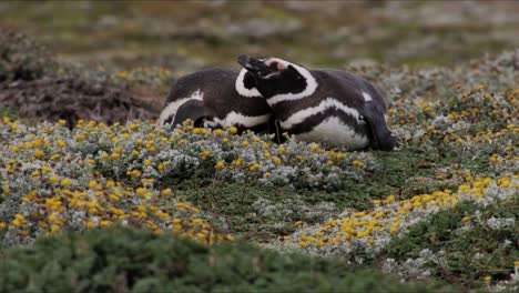 Pareja-De-Pingüinos-De-Magallanes-Mostrando-Amor-Y-Afecto-Alrededor-De-Las-Flores-En-Pinguinera-Seno-Otway-En-Chile