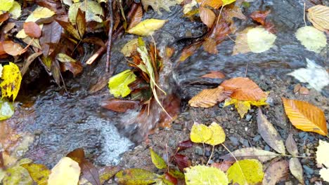 babbling-brook-with-fall-leaves-in-slow-motion