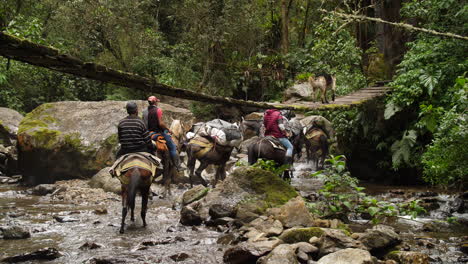 Donkeys-with-Supplies-Walking-Across-River-with-Dog-going-over-Old-Bridge-Slow-Motion-Shorter