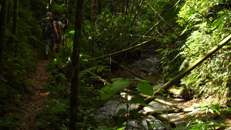 Tourists-Walking-along-a-Stream-in-Jungle-with-Bamboo-Tilt-up-to-Canopy-Sunflare