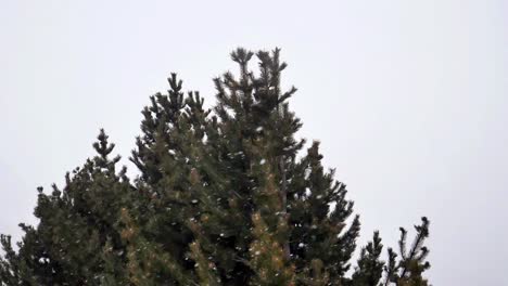 Schnee,-Der-Mit-Einzigartigem-Baumhintergrund-Fällt