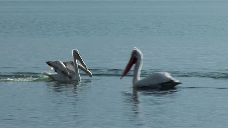 Two-pelicans-fly-over-a-lake-and-land-on-the-lake-between-other-pelicans-in-Greece