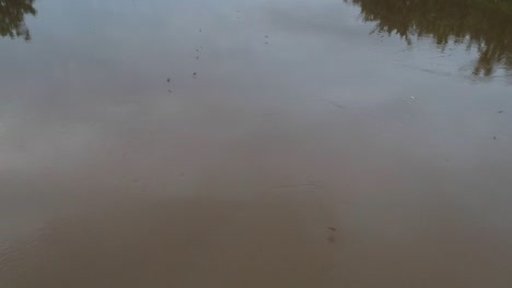 Aerial-drone-top-shot-of-birds-flying-near-the-surface-of-dirty-Cisadane-river-water-at-South-Tangerang,-Indonesia