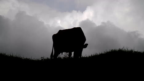 Cow-silhouette-with-Flies-and-Clouds-behind-Eating-Grass