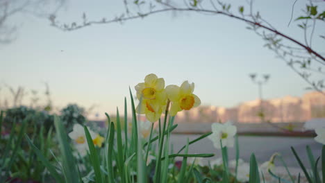 Weitwinkel-Von-Papierweißen-Blumen,-Die-Zu-Beginn-Des-Frühlings-Blühen,-Mit-Den-Umrissen-Eines-Kranichs-Und-Der-Stadt-Im-Hintergrund