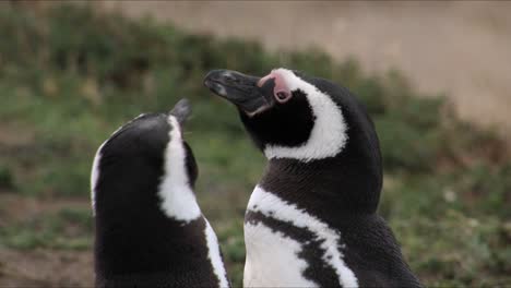 Ein-Paar-Magellanpinguine,-Die-Liebevoll-Mit-Dem-Schnabel-Des-Anderen-Spielen,-In-Pinguinera-Seno-Otway-In-Chile
