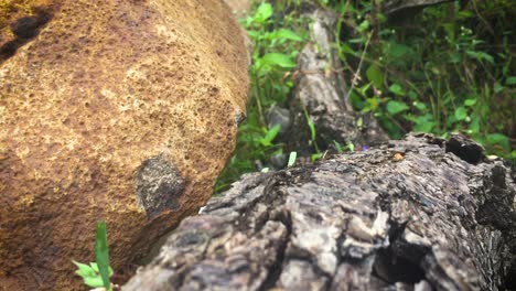 ant's-working-together-on-a-log