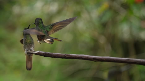 HummingBirds-Kissing-in-Super-Slow-Motion