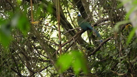 Pájaro-Barranquero-En-Colombia-En-El-Bosque-De-La-Selva