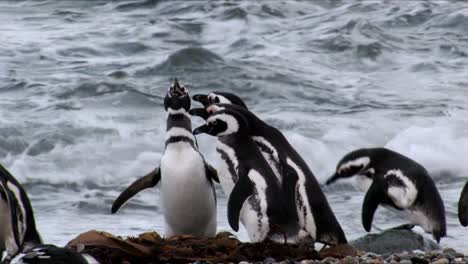 Magellan-pinguin-paarungsaufruf-Für-Eine-Gruppe-Von-Pinguinen-Am-Meer-In-Pinguinera-Seno-Otway-In-Chile