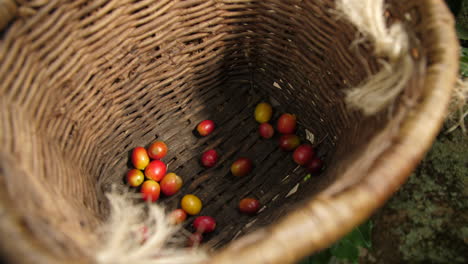 Kaffee-Aus-Der-Pflanze-Pflücken,-Zeitlupe,-Früchte-In-Den-Traditionellen-Korb-Legen