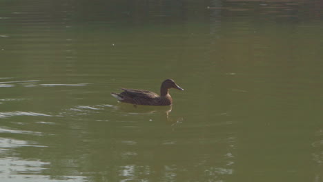 A-lonely-brown-mallard-calling-for-the-rest-of-his-flock-while-floating-on-the-water-of-a-lake