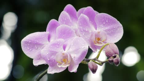 Closeup-shot-of-a-cluster-of-wet-pink-orchids-in-a-jungle-after-the-rain