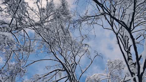 Glatt-Nach-Oben-Schauende-Show-An-Schneebedeckten-Ästen-Mit-Vorbeiziehenden-Wolken-Und-Blauem-Himmel-An-Einem-Schönen-Kalten-Wintertag