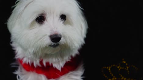 Dog---white-maltese-head