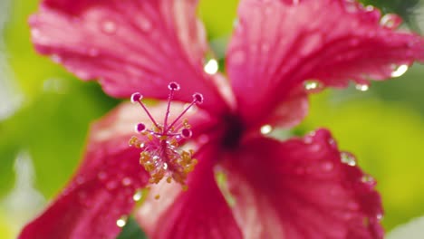 Closeup-macro-shot-of-pistil-and-stamen-of-a-wet-red-hibiscus-flower-after-the-rain