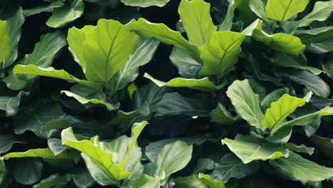 Background-shot-of-green-big-leaves-with-unique-shape,-swaying-by-the-wind-blow