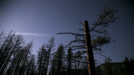 Timelapse-of-Trees,-Moon-Light,-Stars,-Moonless-Evening-to-Morning