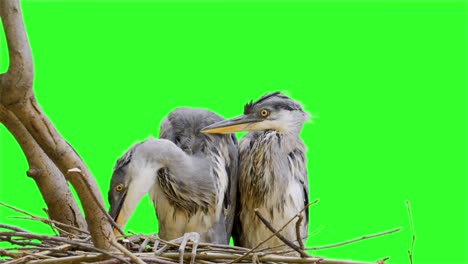 little-herons-in-their-nest
