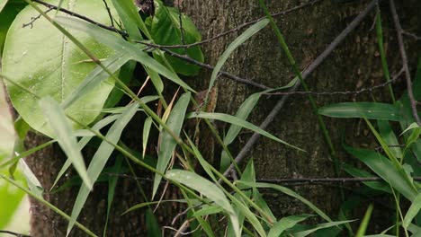 Closeup-of-a-garden-lizard-hiding-in-bush-on-a-tree-trunk-then-running-away