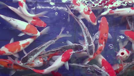 Top-angle-shot-of-a-blue-tub-filled-with-healthy-juvenile-koi-fishes-swimming-around-for-breeding