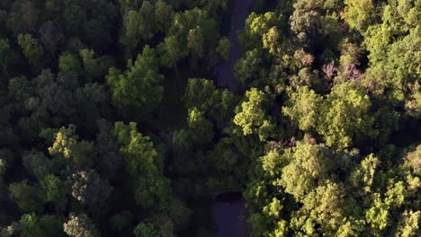 Aerial-Drone-Shot-of-Small-River-in-Forest