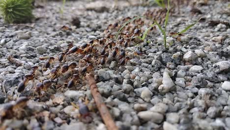 Eine-Große-Gruppe-Roter-Termiten-Bewegt-Sich-Tagsüber-Auf-Einer-Felsigen-Bodenoberfläche