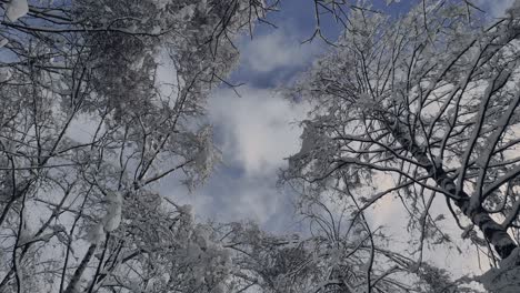 time-lapse-shot-looking-up-at-the-sky-with-tall-birch-trees-peaking-towards-the-center-blowing-in-the-wind-on-a-cold-but-blue-morning-in-the-snow
