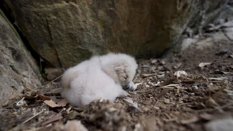 baby-owls-sleeping-in-their-nest