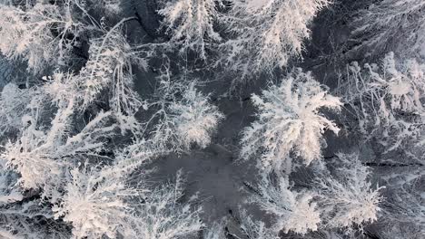Drohnen-Luftaufnahme,-Die-Langsam-über-Schneebedeckte-Bäume-In-Einem-Skigebiet-In-Den-Französischen-Alpen-Fährt