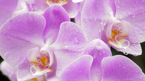Nahaufnahmen-Von-Gruppen-Nasser-Rosafarbener-Orchideen,-Die-Den-Rahmen-Füllen