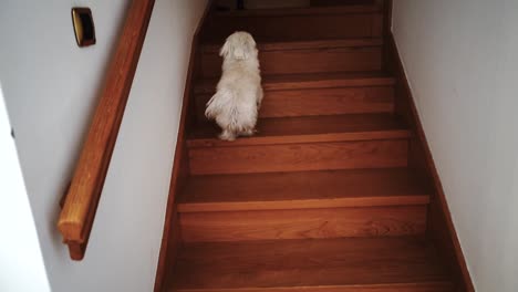 The-dog-climbs-up-the-stairs