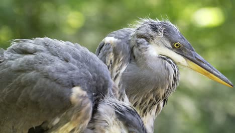 little-herons-in-their-nest