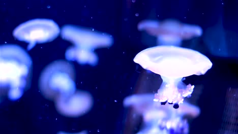 Mushroom---Moon-Jellyfish