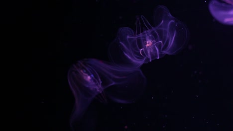 Arctic-Comb-Jellyfish-swimming-illuminated-against-black-background