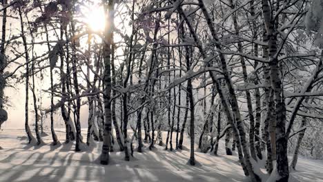 Vorbei-An-Hohen-Birken-Im-Schnee-Mit-Schönem-Morgenlicht,-Das-Seinen-Höhepunkt-Erreichte,-Warfen-Die-Bäume-Lange-Schatten-Und-Warfen-Den-Schnee