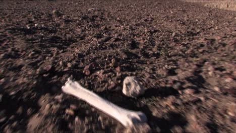Some-bone-remains-on-the-ground-in-the-desert-in-Patagonia,-Argentina