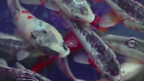 Close-up-of-healthy-koi-fishes-swimming-around-in-captivity-for-breeding