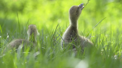 little-geese-eating-green-grass