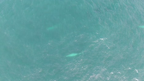 2-humpback-whales-swim-together-