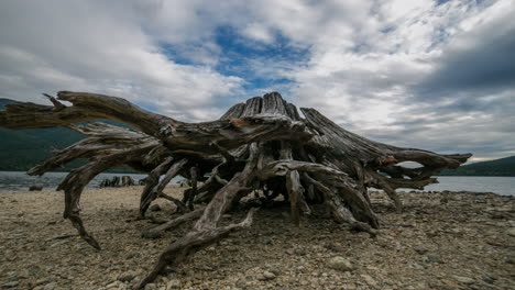 Timelapse-of-Giant-Old-Stump-on-a-Beach-with-Active-Clouds