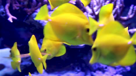 Yellow-tang-fish-feeding-in-aquarium
