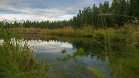 Reflective-Pond-Moving-Clouds-Timelapse-Forest-and-Wild-Grass