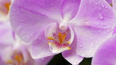 Close-up-macro-shot-of-a-wet-purple-orchid-after-the-rain