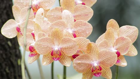 Nahaufnahme-Einer-Gruppe-Von-Nassen-Orangefarbenen-Orchideen-Nach-Dem-Regen