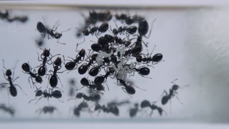Macro-shot-of-black-crazy-ant-workers-taking-care-of-a-cluster-of-egg-in-a-glass-test-tube-with-white-background